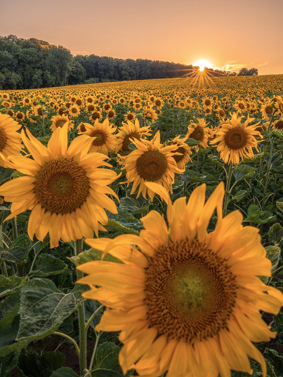CedricSchell's tweet image. Les premiers tournesols commencent à fleurir, comme le montre cette photo prise pendant le coucher de soleil d’hier soir.