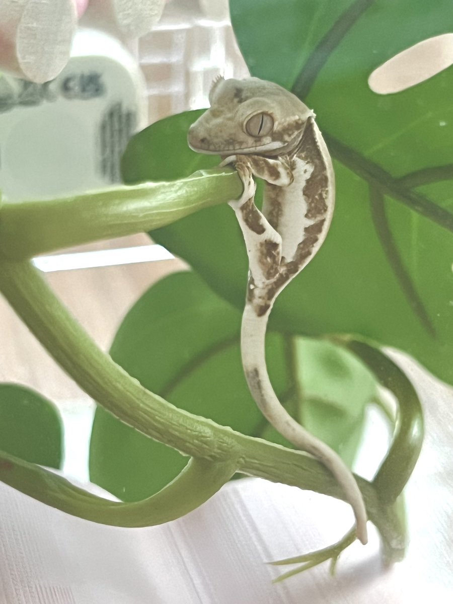 제 인생 첫 마뱀이에요🥺 아직 손가락만한 아가지만 무럭무럭 컷으묜 조켓다…