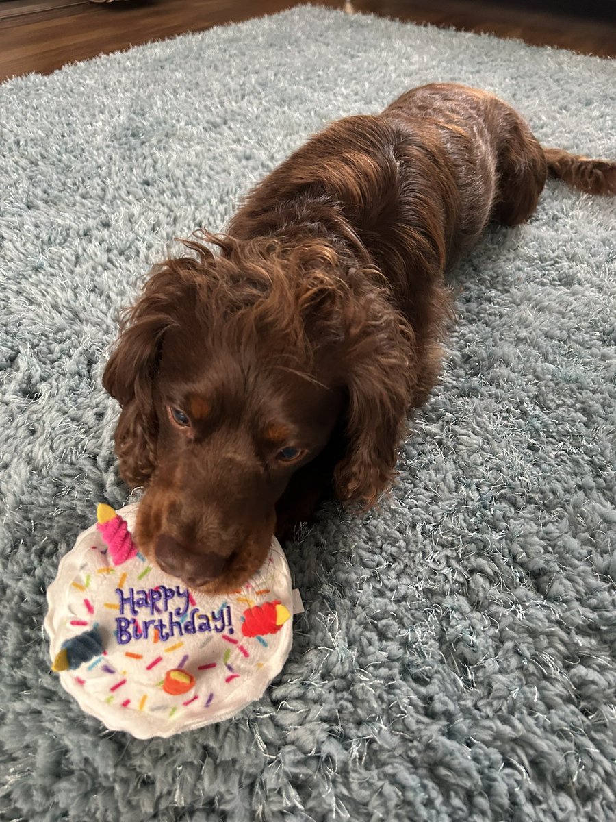 It’s my 3rd Birthday today

If anyone sees this be wagtastic to receive a happy birthday 🎂