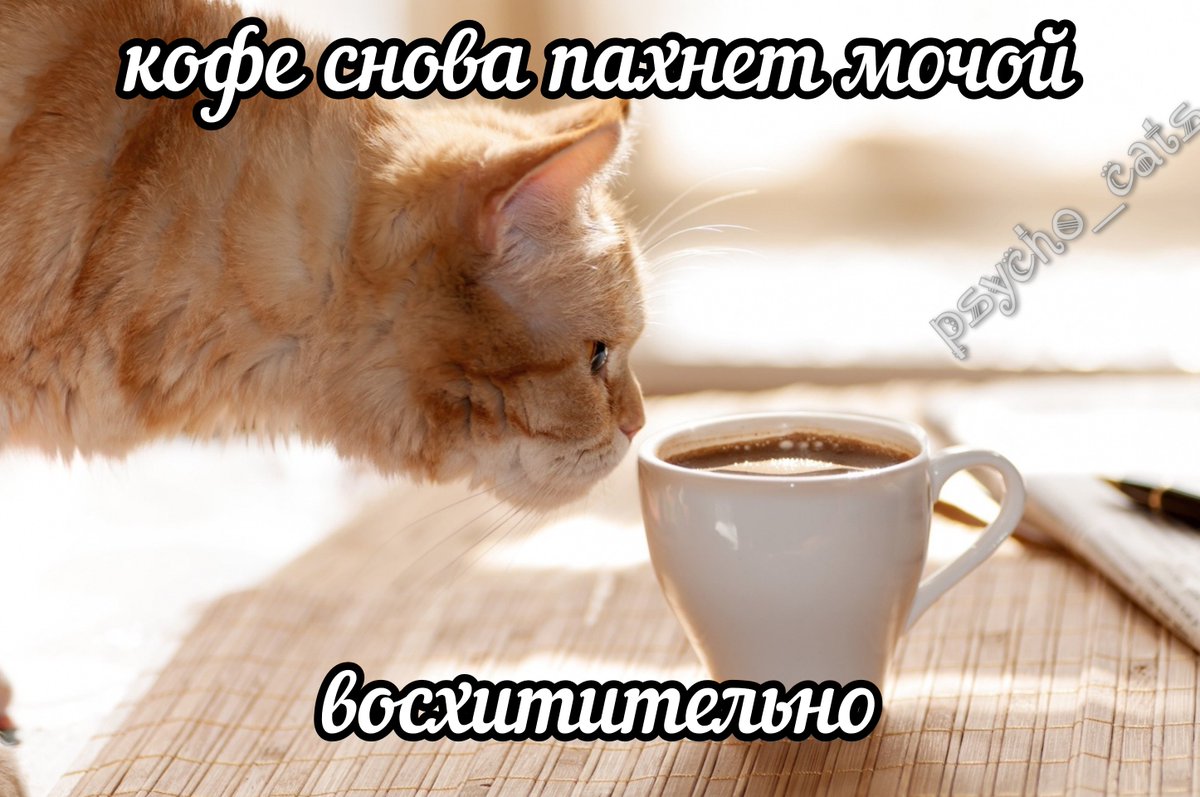 psycho__cats's tweet photo. https://t.co/UXOKwQaZ5x
