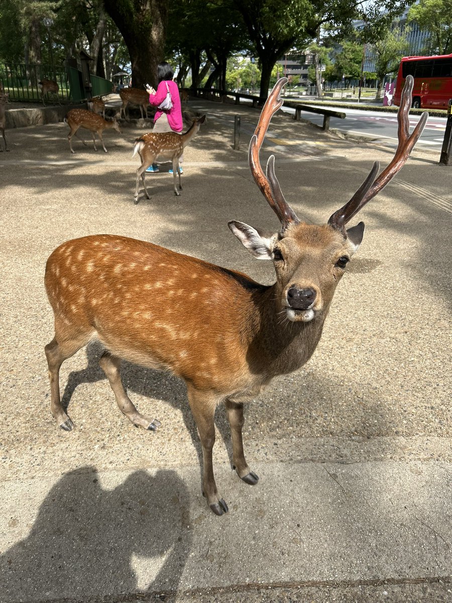 harunohi_koubou's tweet image. 去年できなかったので今年は朝イチで奈良公園の鹿にせんべいあげに行ったんですけど、鹿せんべい買った途端に鹿に追われる体験、なかなか楽しかったです🦌
せんべい屋のおじさんに「止まるな!走れ!!」って言われてせんべいを掲げて走りました🏃🏻♀️💨🦌🦌🦌即完売でした🍘
\もう無いの?/