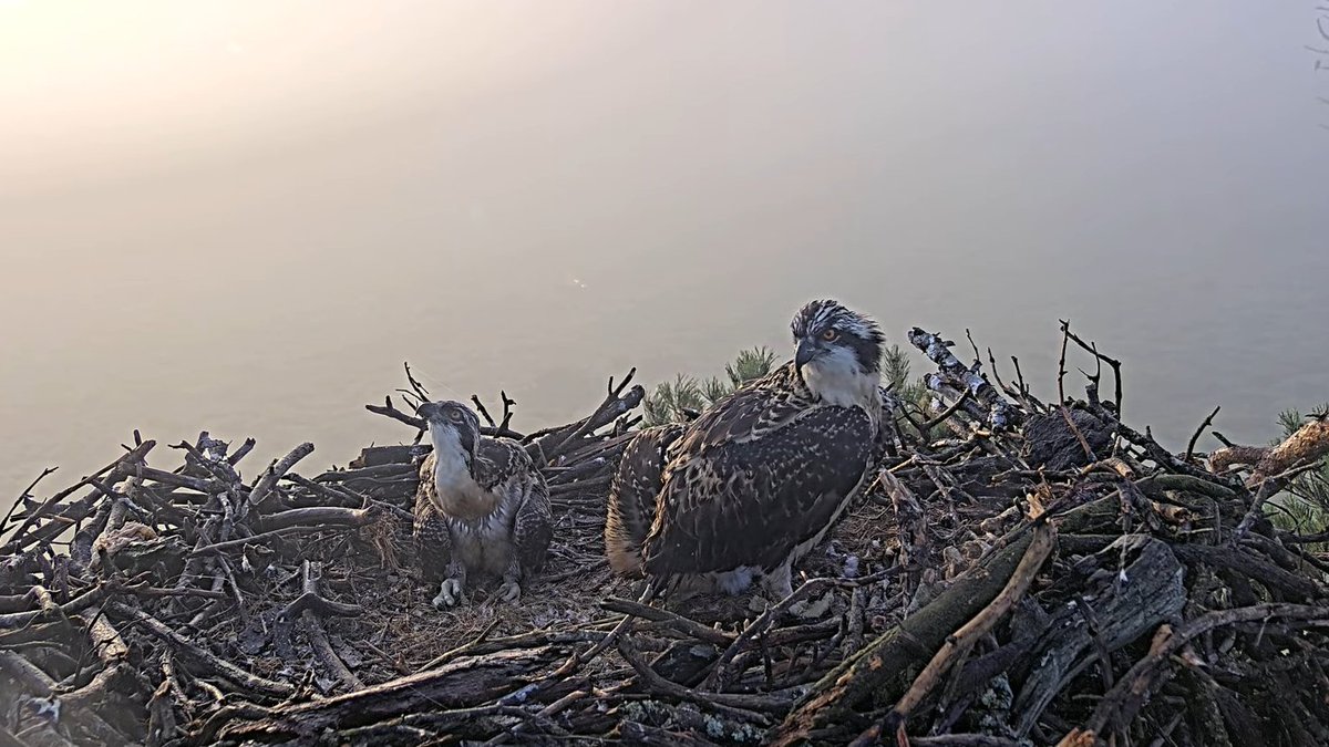 "Where's everything gone?"
"I haven't the foggiest!"
A misty start for the Bobs, but a clear day ahead.  Bob 1 is 6 weeks old today.  11 days to go till fledging! (ish..)
#FoulshawOspreys