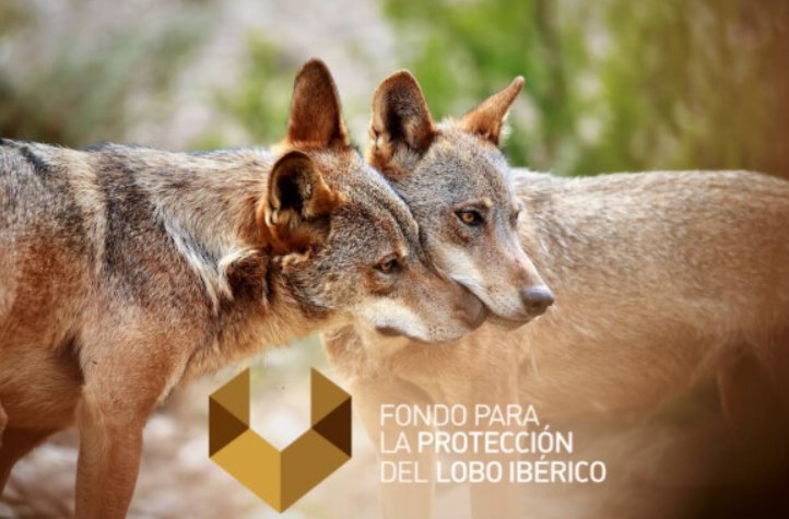 La Xunta recurre para volver a cazar lobos tras 12 años sin abatir ninguno. Ignora la ciencia, los datos y al TSXG. 
En FondoLobo lo denunciamos: no es gestión, es ideología.
 
📰eldiario.es/galicia/batall…

Dona ahora para salvar al Lobo Ibérico: migranodearena.org/reto/fondo-par…