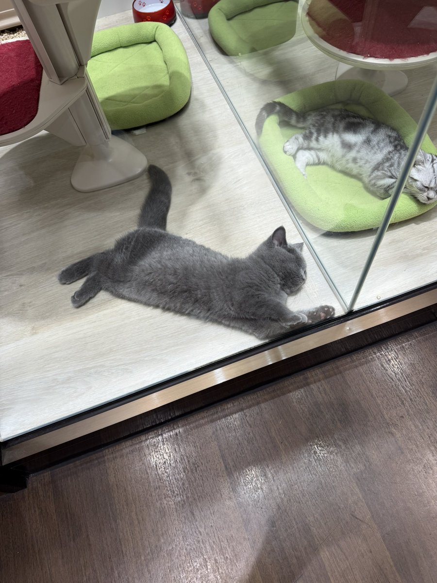 _chirochannel's tweet photo. 昨日はうちのちろにそっくりな
（ブリティッシュちゃん）がいました🥹🥹🥹
可愛すぎて可愛すぎてベビー時代のちろを思い出しました☺️ https://t.co/jkLMG2nFt8