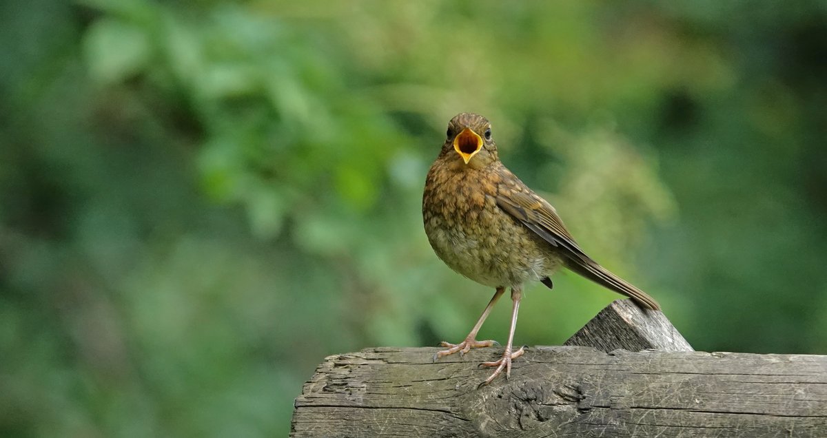 Nicola S (@nico1ame) on Twitter photo #Day28 of #30DaysWild <a href="/30DaysWild/">#30DaysWild from The Wildlife Trusts</a> <a href="/WildlifeTrusts/">The Wildlife Trusts</a> - a juvenile robin waiting to be fed <a href="/WWTMartinMere/">WWT Martin Mere</a> #Day28 of #30DaysWild <a href="/30DaysWild/">#30DaysWild from The Wildlife Trusts</a> <a href="/WildlifeTrusts/">The Wildlife Trusts</a> - a juvenile robin waiting to be fed <a href="/WWTMartinMere/">WWT Martin Mere</a>