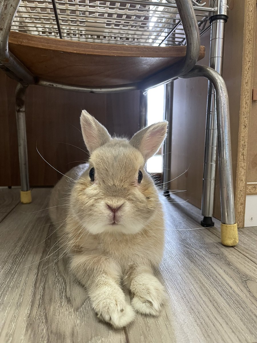 chocolate_otter's tweet image. あ〜疲れた🐰
ひとやすみひとやすみ😮‍💨