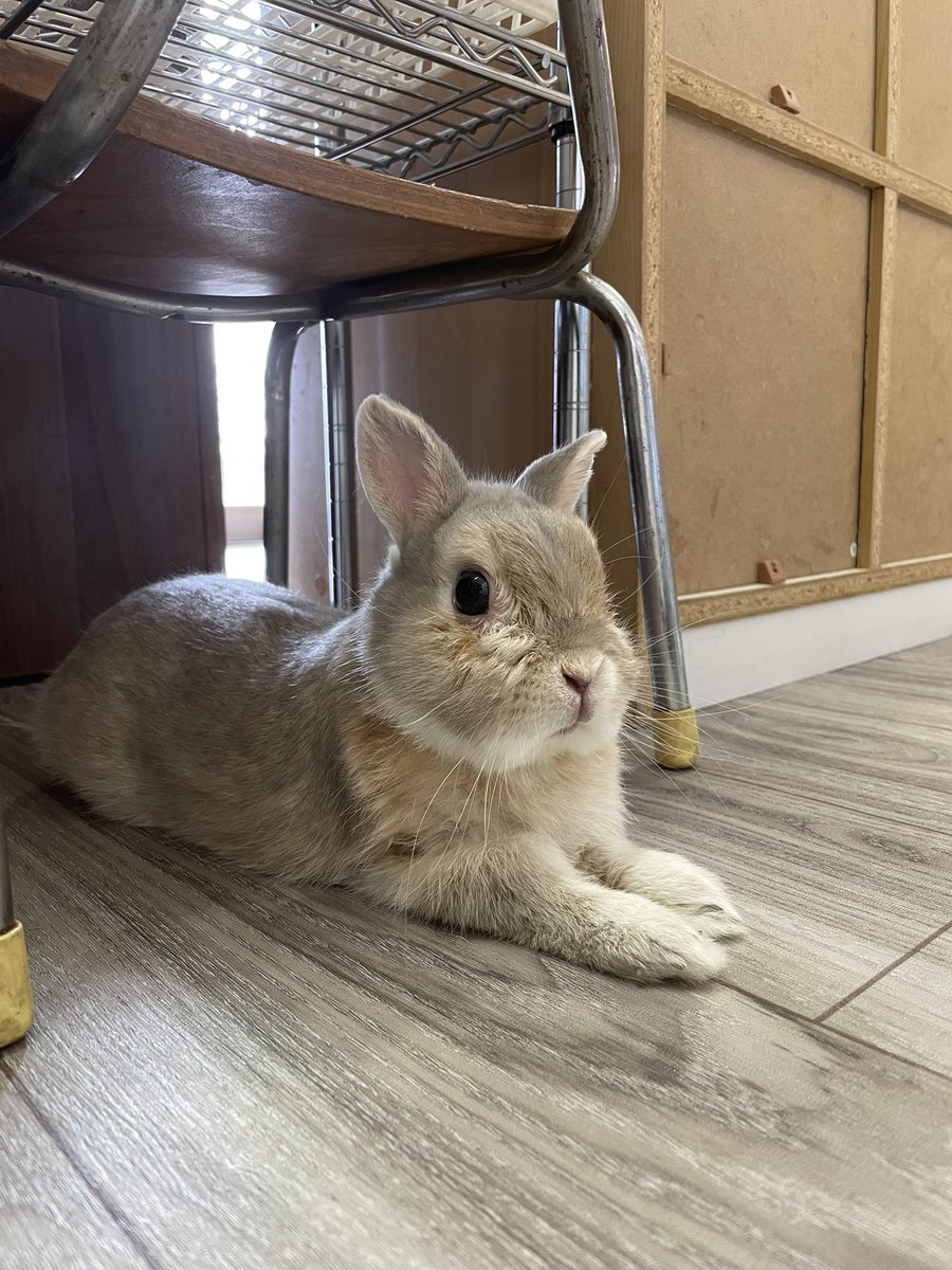 chocolate_otter's tweet image. あ〜疲れた🐰
ひとやすみひとやすみ😮‍💨