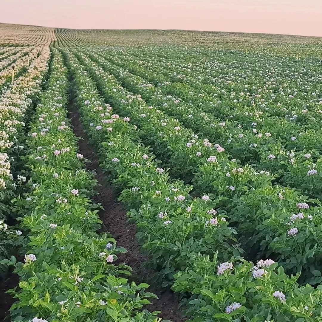 JoelOptimist1's tweet photo. Irish potato farming 🥔💰 is the one with high income and strong market demand!
A smart choice for serious agripreneurs.
#IrishPotatoes #HighIncomeFarming https://t.co/niTBD1GKj9