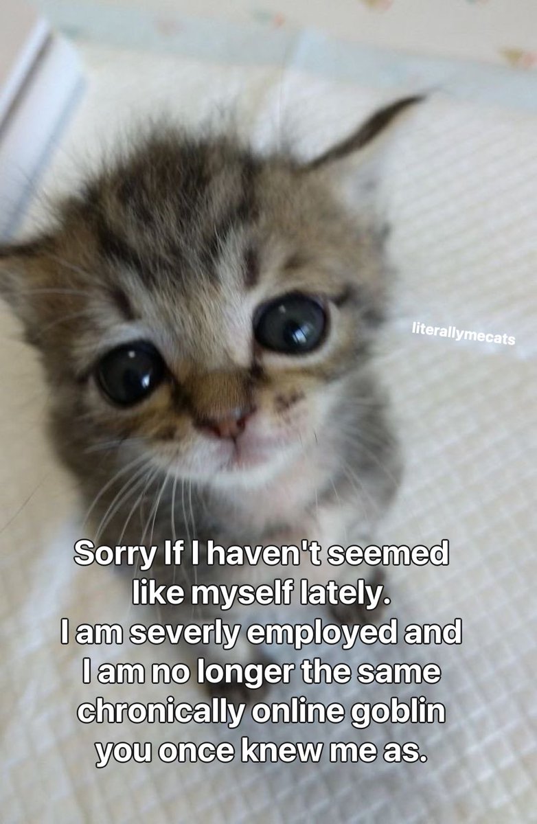 LiterallyMeCats (@literallymecats) on Twitter photo 