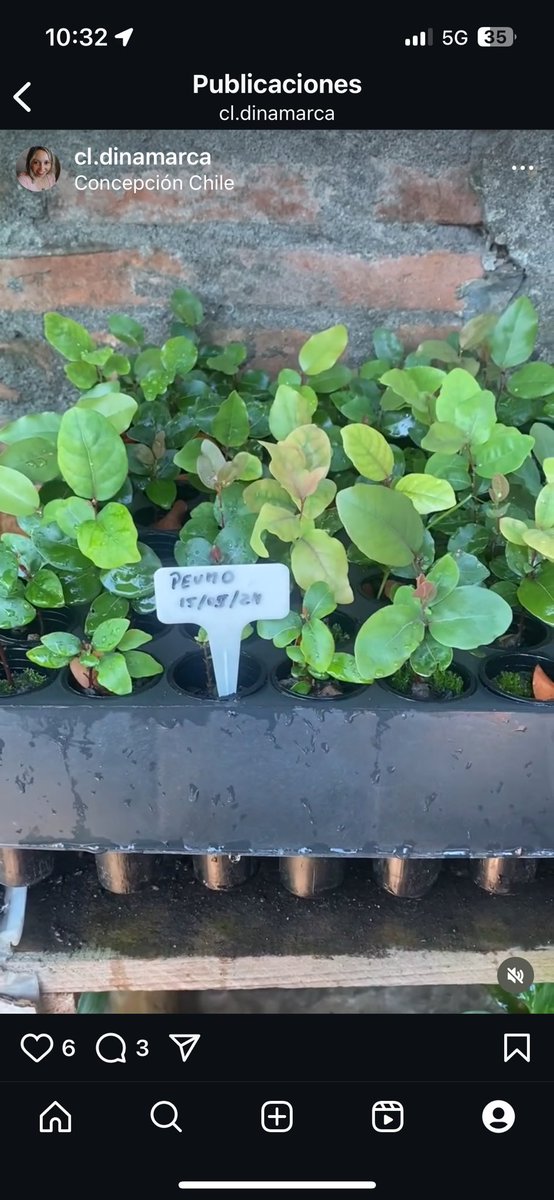 Hoy en el Día Mundial del Árbol, como buena forestal,  aporto al planeta con mis @ desarrollados  de semilla para generar reforestación nativa, las cuales son recolectadas en Araucanía. 
 
Algún día en el  futuro podrán ver este lindo trabajo que realizo con tanto amor  🌳💚