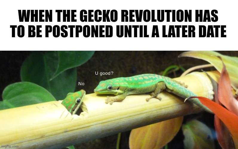 Geckos Daily🦎 (@geckosdaily_) on Twitter photo 