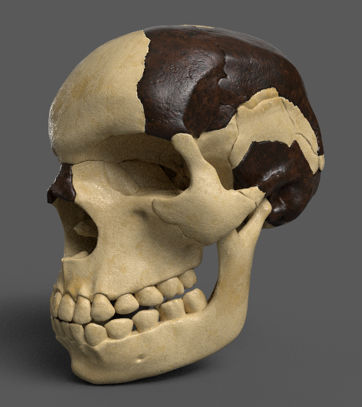 highlycited's tweet image. Piltdown Skull model based on Arthur Keith&apos;s reconstruction