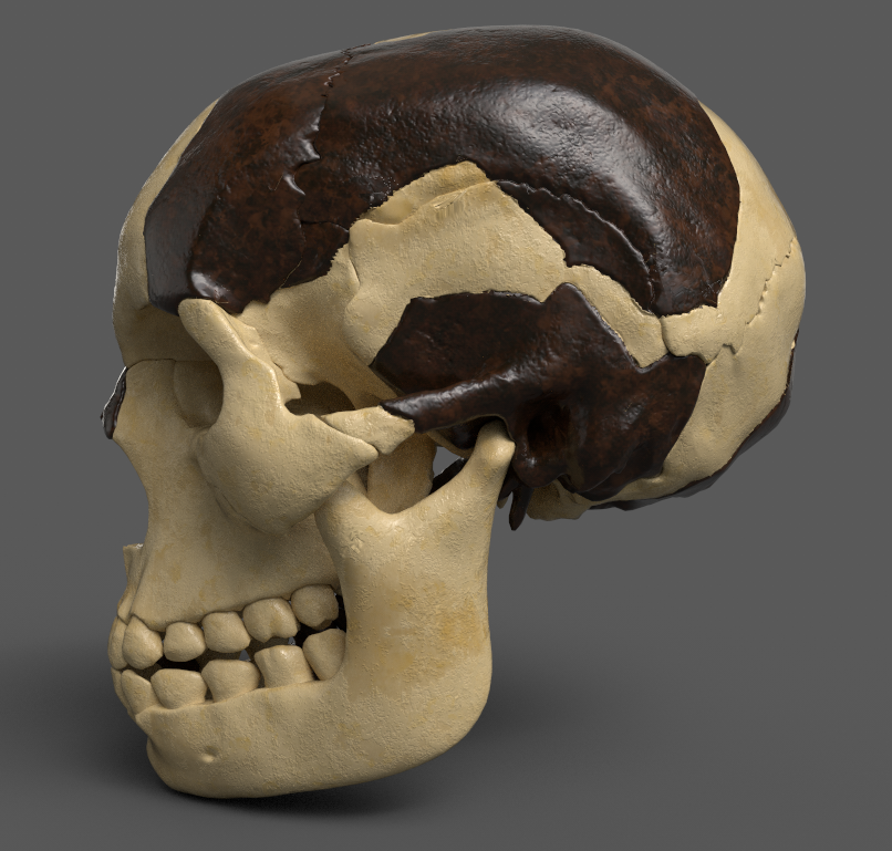 highlycited's tweet image. Piltdown Skull model based on Arthur Keith&apos;s reconstruction