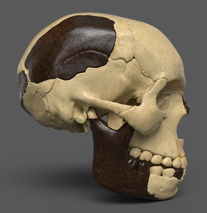 highlycited's tweet image. Piltdown Skull model based on Arthur Keith&apos;s reconstruction