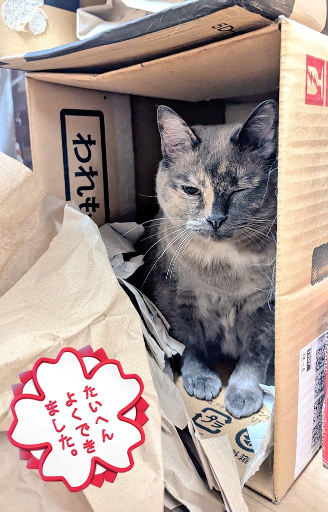 maychikorilalan's tweet photo. 今日のららん

今日も段ボール部屋でお休み中
、、、写真撮ろうとして起こしてごめんね🥲

#猫のいる暮らし https://t.co/rFDWeqXPc2