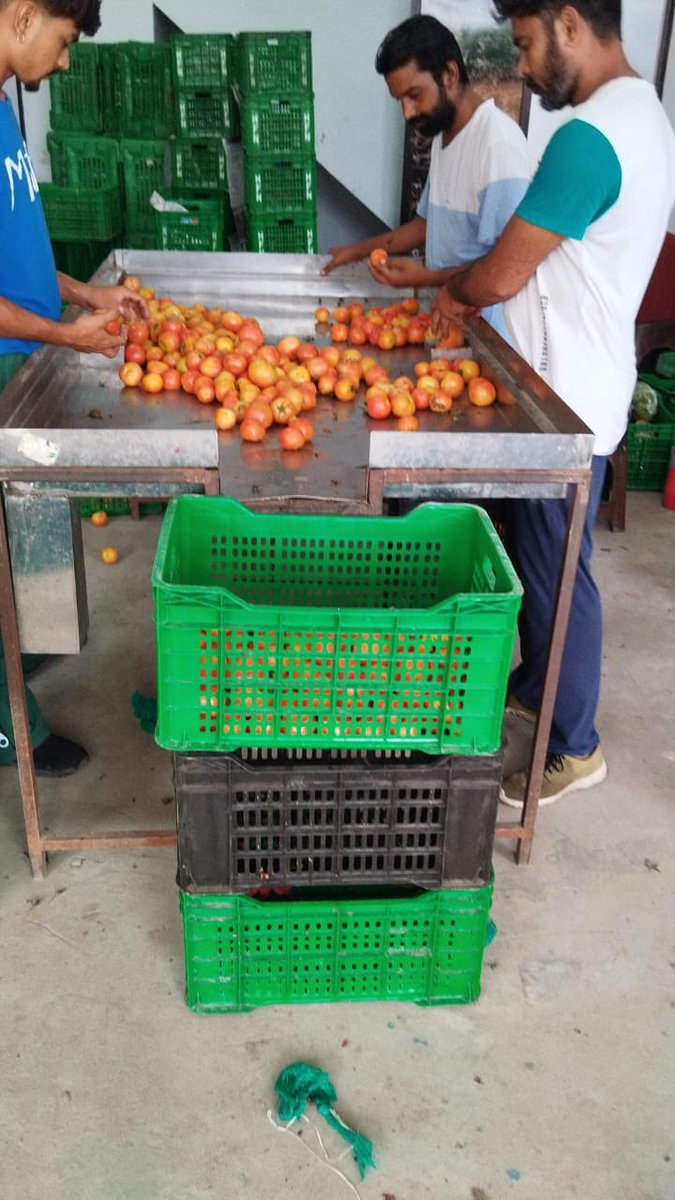 Farmers sorting, packing, labeling their crop early morning for our quick commerce partners. 

Leave No Farmer Behind #HFN