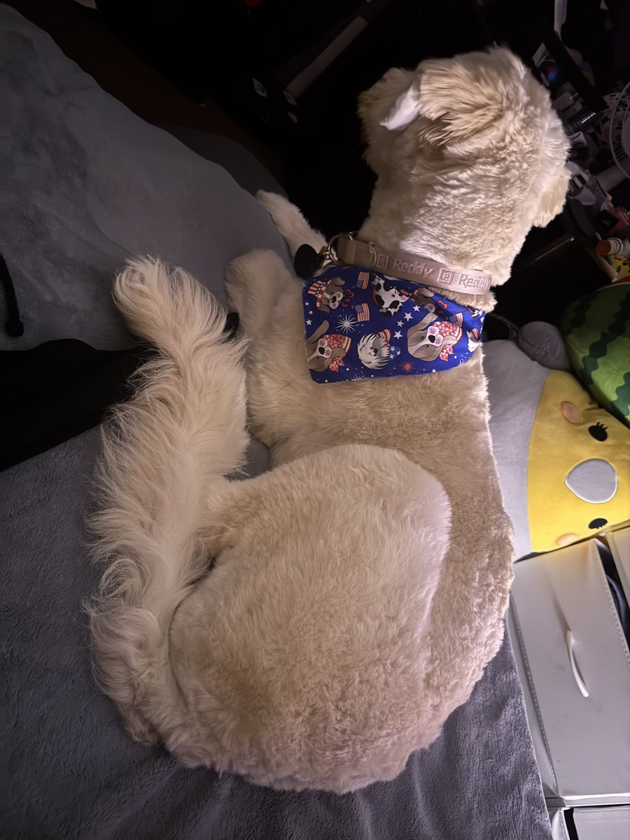 bashcraft_'s tweet image. baby girl is a giant vicious monster at almost 6 months now 🖤
my little sun god Nika, my lil warrior of liberation and symbol of freedom