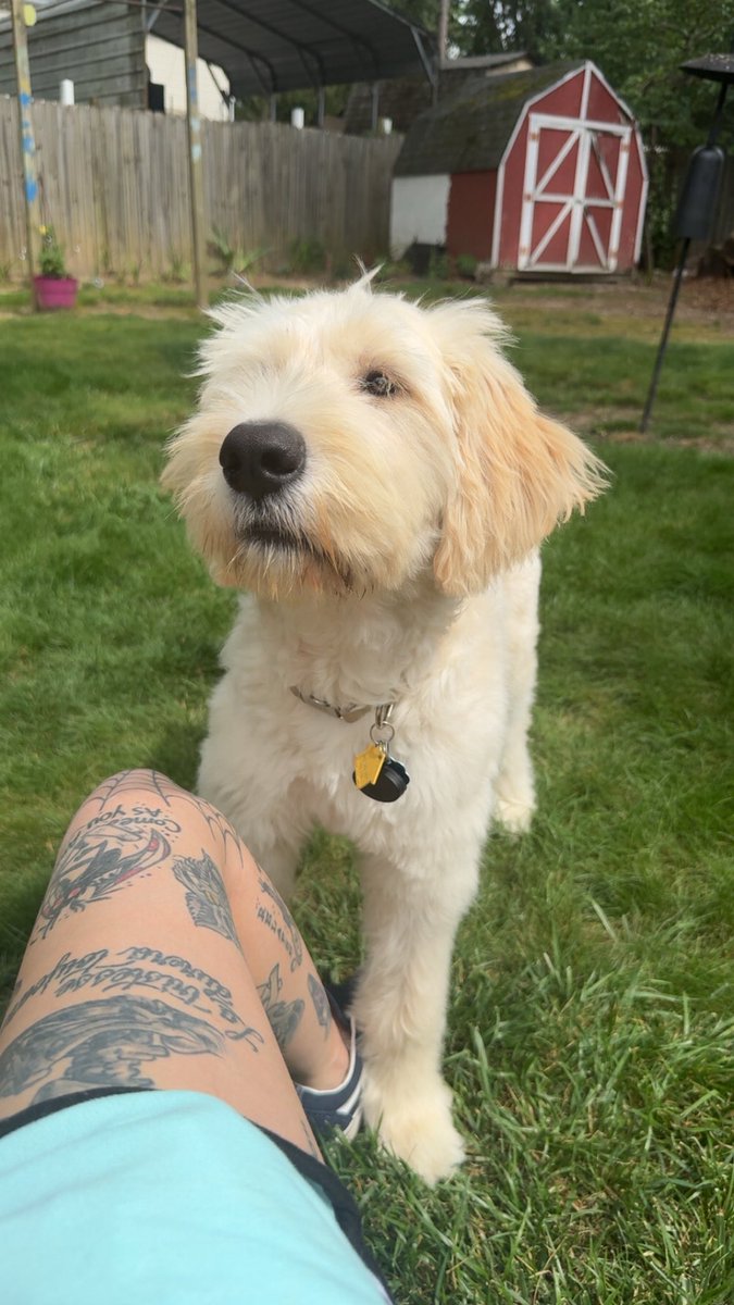 bashcraft_'s tweet image. baby girl is a giant vicious monster at almost 6 months now 🖤
my little sun god Nika, my lil warrior of liberation and symbol of freedom