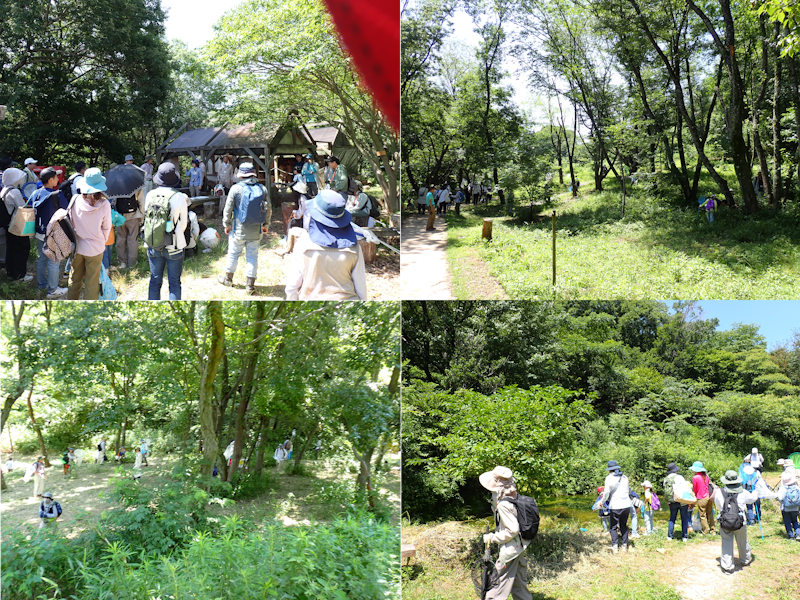 itakon_net's tweet image. 6月28日(土)は「きずきの森の観察会」でした、梅雨明けの晴天で、緑が気持ちいい、よいタイミングでした、活動しているクワガタもたくさん見つかり、2時間で80種くらいの生き物をリストアップしました、実際は余裕で100種は超えていたと思います、ちょうどよく管理されている、安全で良い森です。
