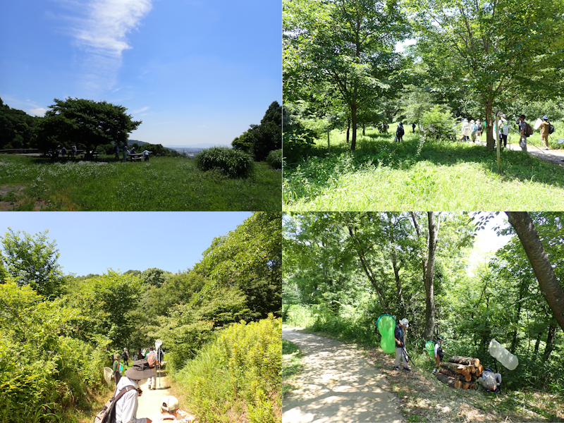 itakon_net's tweet image. 6月28日(土)は「きずきの森の観察会」でした、梅雨明けの晴天で、緑が気持ちいい、よいタイミングでした、活動しているクワガタもたくさん見つかり、2時間で80種くらいの生き物をリストアップしました、実際は余裕で100種は超えていたと思います、ちょうどよく管理されている、安全で良い森です。