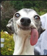 Naderfnr's tweet photo. @blknoiz06 what would u name this dog? https://t.co/v1erWz0CFY
