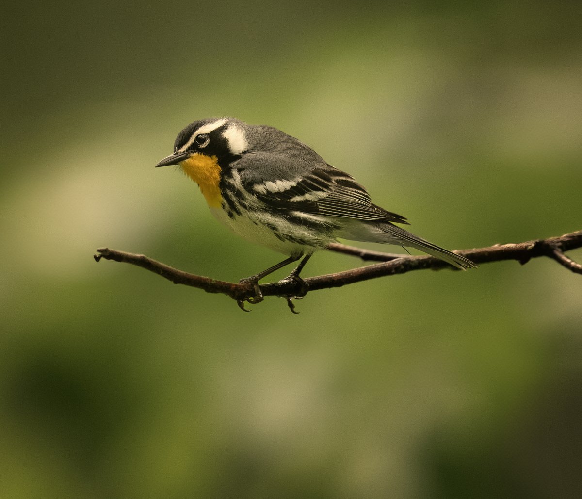 frpaulkammen's tweet image. A Yellow Throated Warbler from Wyalusing State Park near Prarie du Chien, Wisconsin; another file I found in "the cloud" I thought was lost on my hard drive. They are found in far southeastern Minnesota. #birds #birdphotography