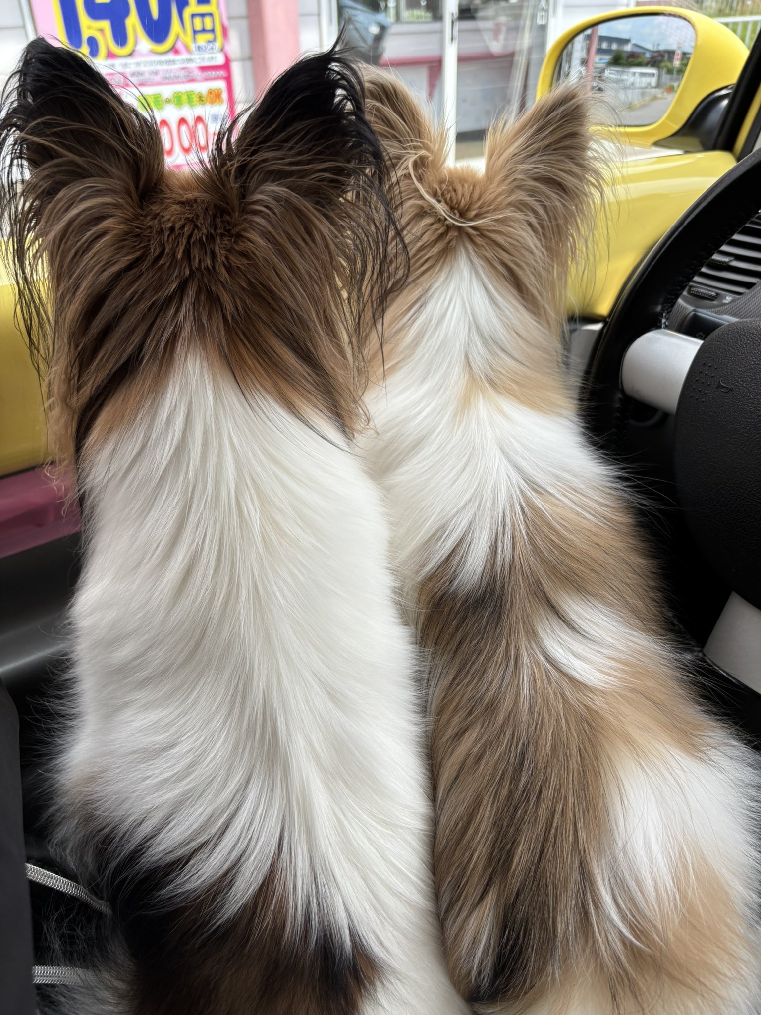 𝓟𝔲𝔫𝔡𝔞𝔯𝔦𝔠𝔞𝔰𝔱𝔢𝔯🎸🐶🚗🐺🥀🖤⚔️🎌 on X