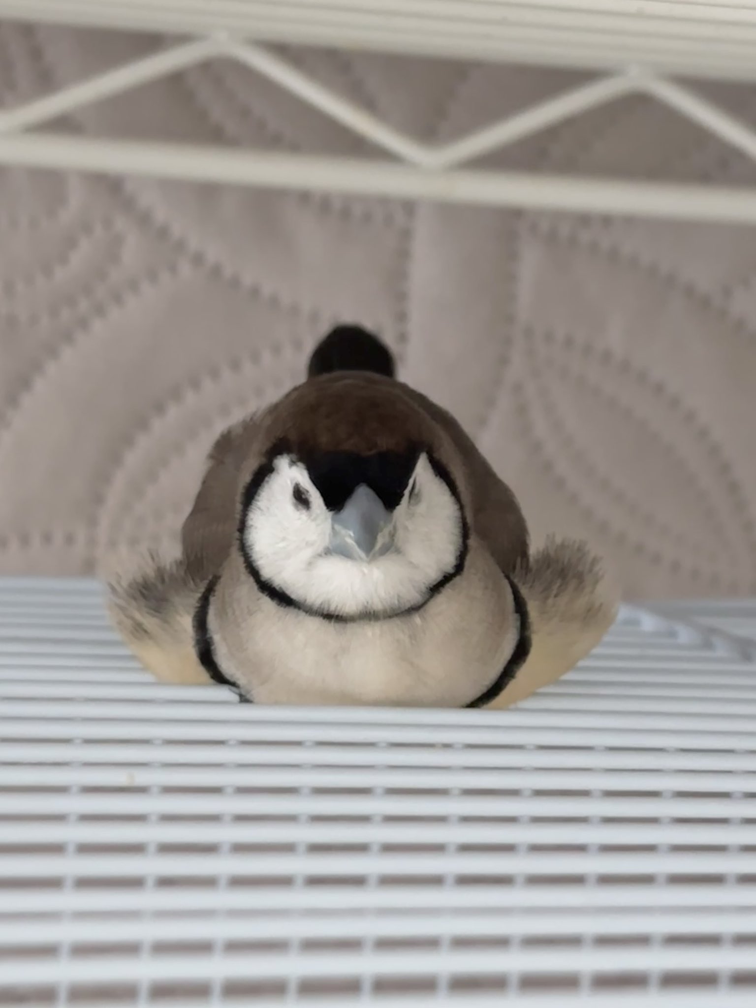 小鳥ごま子𓅸 on X: 