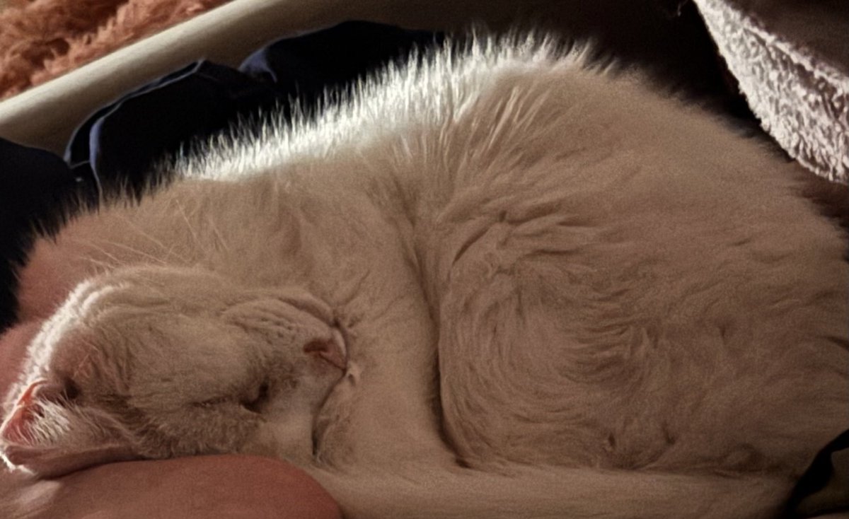 Madison McSweeney π¨π¦π· (@mmcsw13) on Twitter photo Roxie rests easy, secure in the knowledge that <a href="/realKILLERkross/">Kevin Robert Kesar</a> is getting a push #NightOfChampions Roxie rests easy, secure in the knowledge that <a href="/realKILLERkross/">Kevin Robert Kesar</a> is getting a push #NightOfChampions