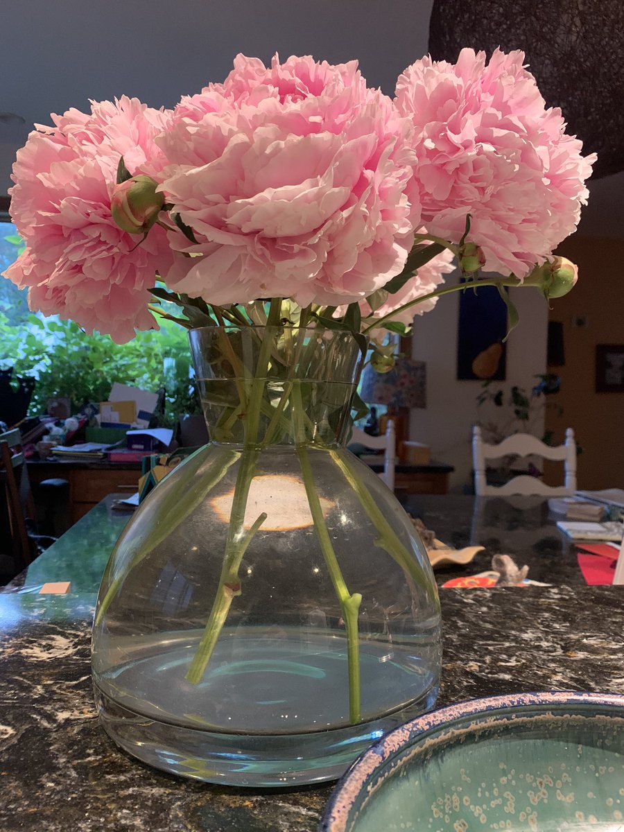 YYC gardeners are enjoying all the peonies blooming this week. Giant fluffy flower bombs.