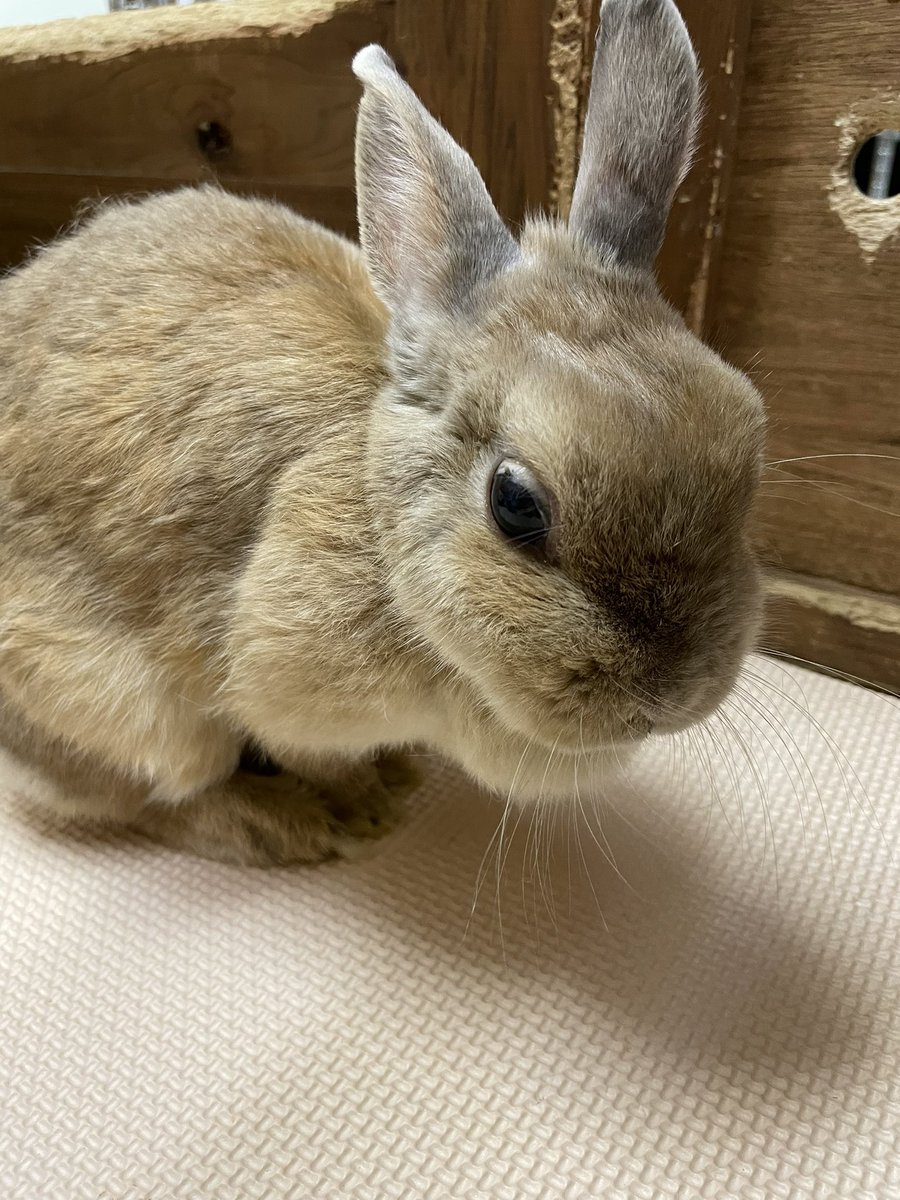 chocolate_otter's tweet image. 本日も12時開店しました🙇‍♂️
梅雨明けはまだしていませんが夏のような陽射しで暑い郡山市です💦本日もご来店お待ちしております😊この子はしろめちゃん🐰