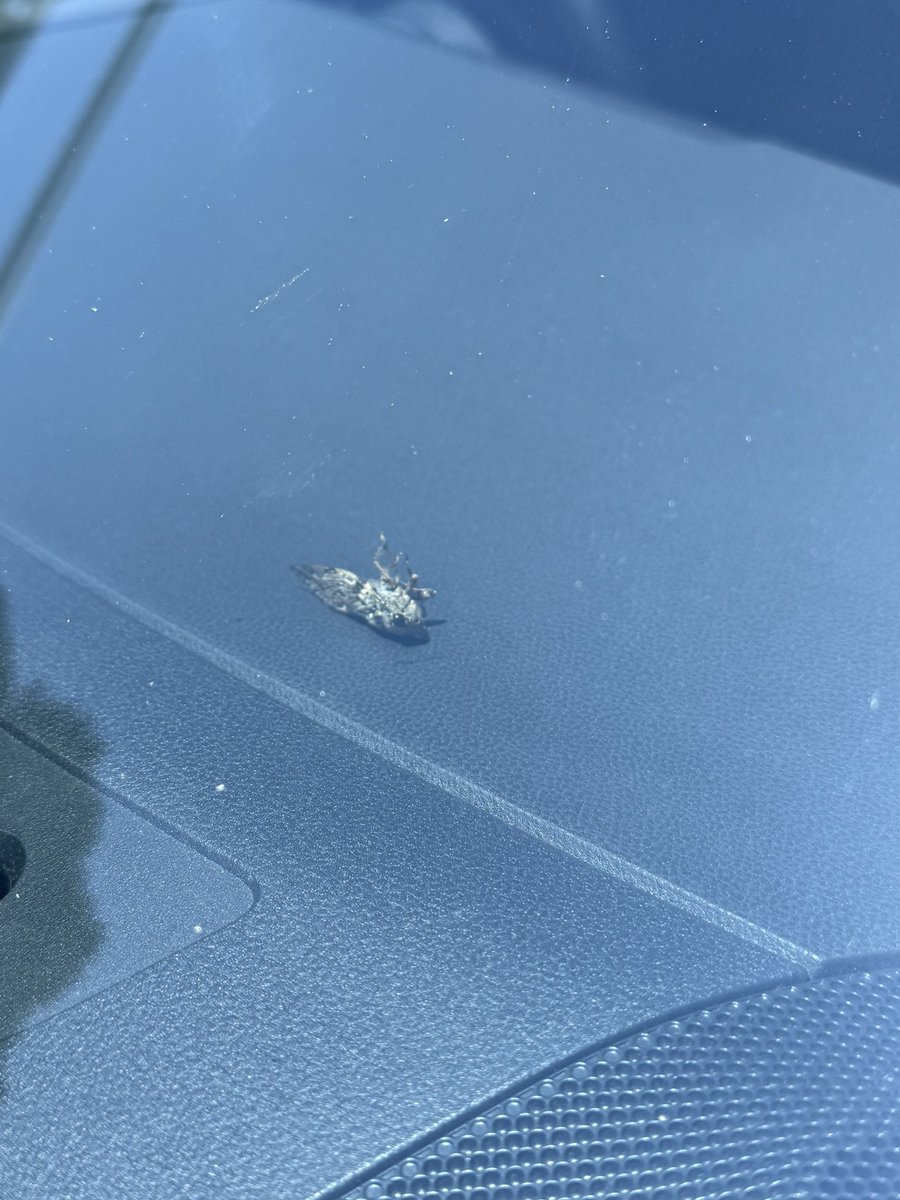 え？車の中でセミが死んでる…