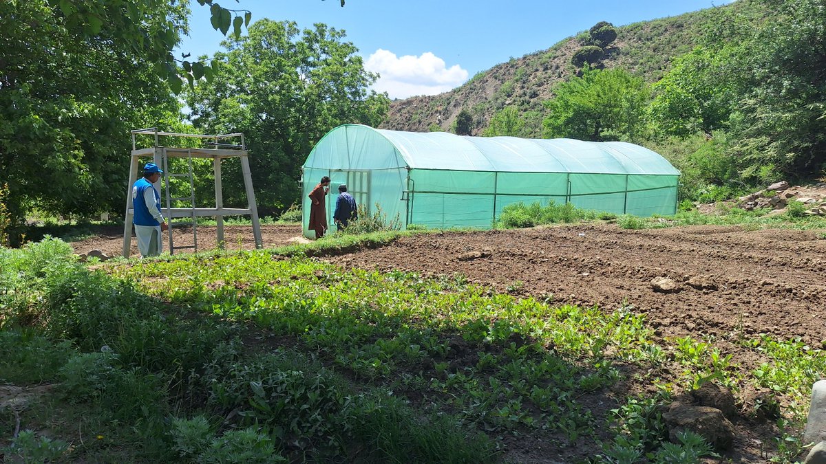 FAOAfghanistan's tweet image. Since 2024, @FAO, partners and communities have teamed up to establish over 2 000 simple, climate-smart micro greenhouses across Afghanistan.
Families are now able to grow fresh, nutritious vegetables at home, while improving their household diets and making money from surplus.