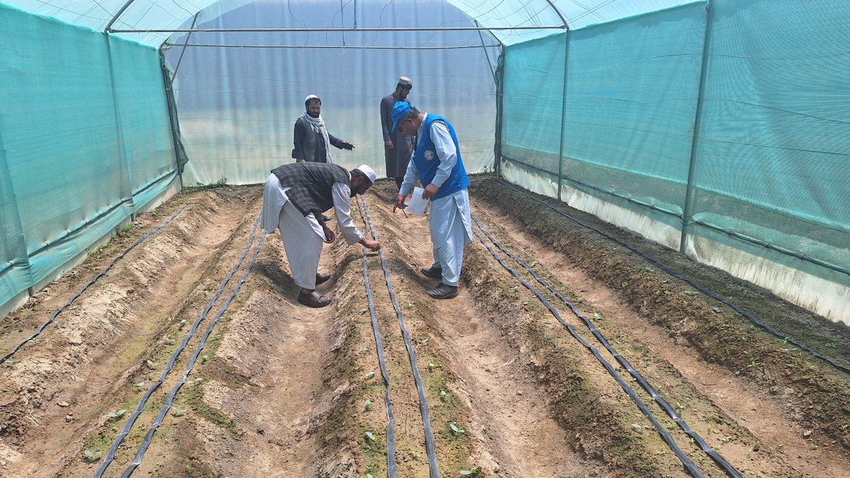 FAOAfghanistan's tweet image. Since 2024, @FAO, partners and communities have teamed up to establish over 2 000 simple, climate-smart micro greenhouses across Afghanistan.
Families are now able to grow fresh, nutritious vegetables at home, while improving their household diets and making money from surplus.
