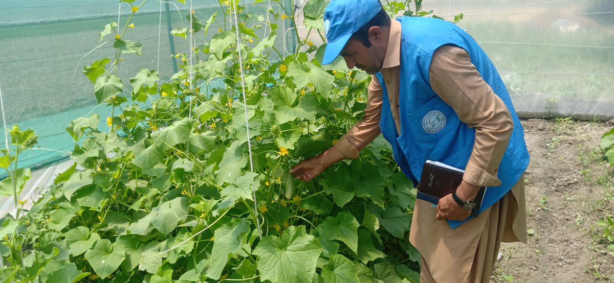 FAOAfghanistan's tweet image. Since 2024, @FAO, partners and communities have teamed up to establish over 2 000 simple, climate-smart micro greenhouses across Afghanistan.
Families are now able to grow fresh, nutritious vegetables at home, while improving their household diets and making money from surplus.