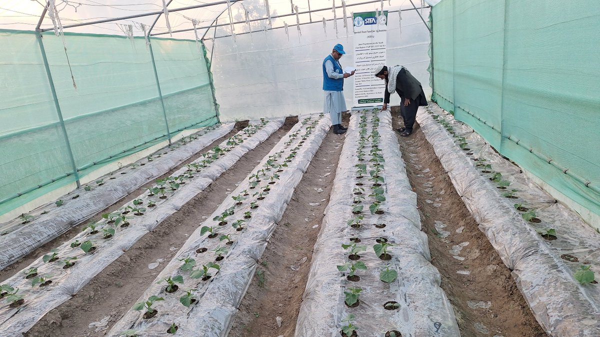 FAOAfghanistan's tweet image. Since 2024, @FAO, partners and communities have teamed up to establish over 2 000 simple, climate-smart micro greenhouses across Afghanistan.
Families are now able to grow fresh, nutritious vegetables at home, while improving their household diets and making money from surplus.