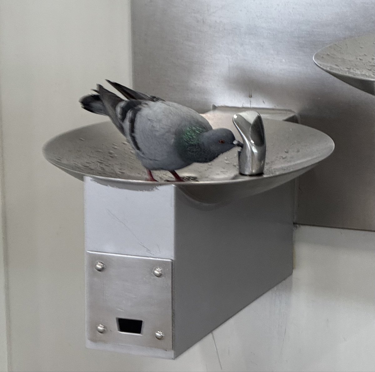 A pigeon casually sipping water from a faucet at the T3 Delhi airport, this morning