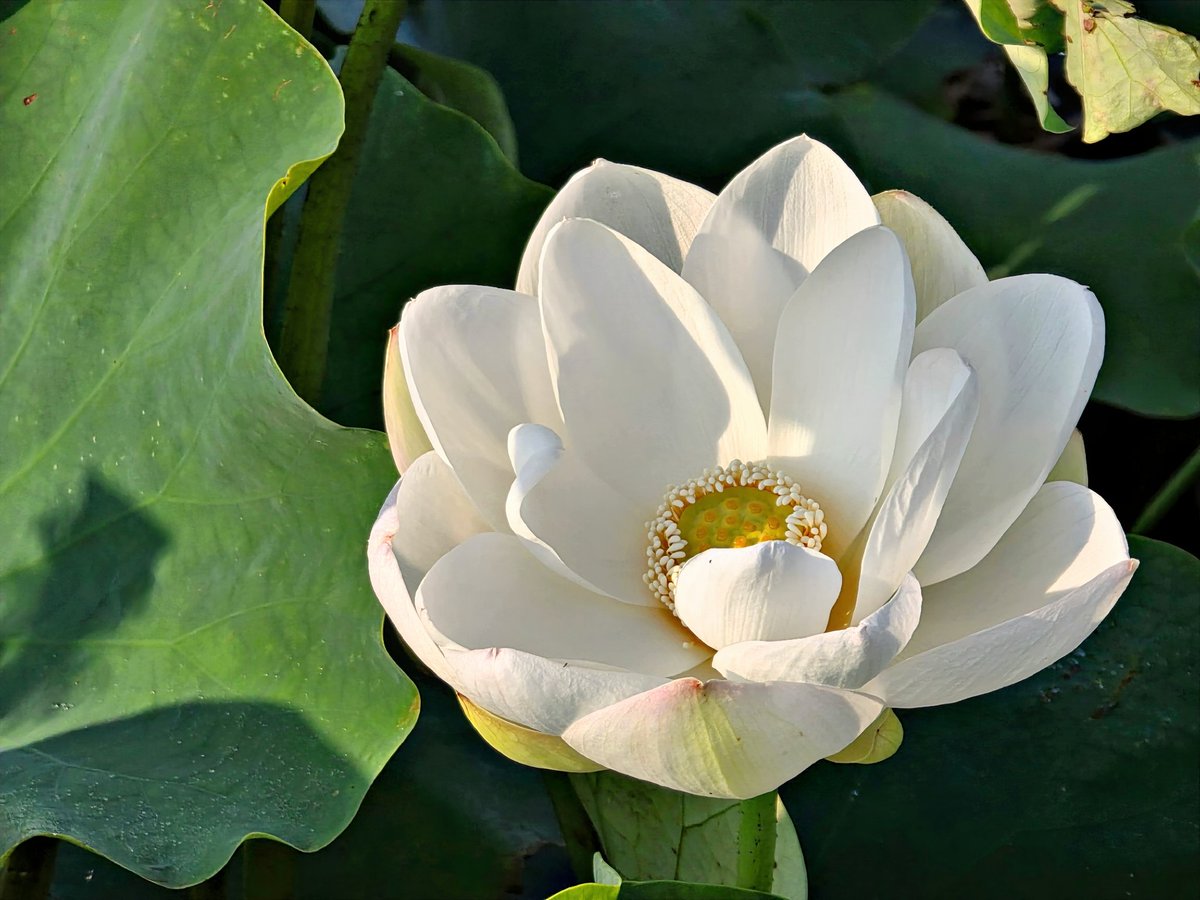 土浦市（公式） on X