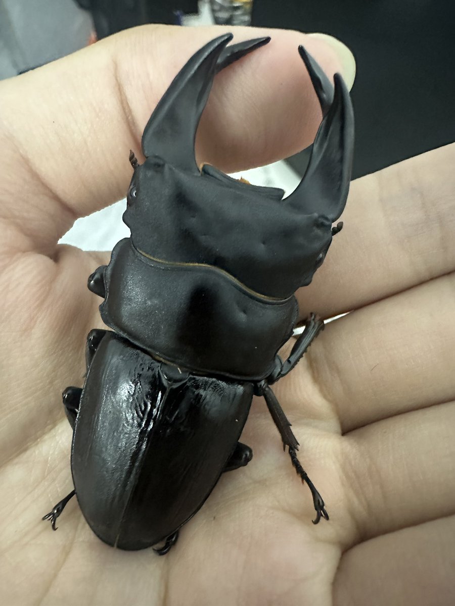 Qi (@qi_hopei) on Twitter photo 