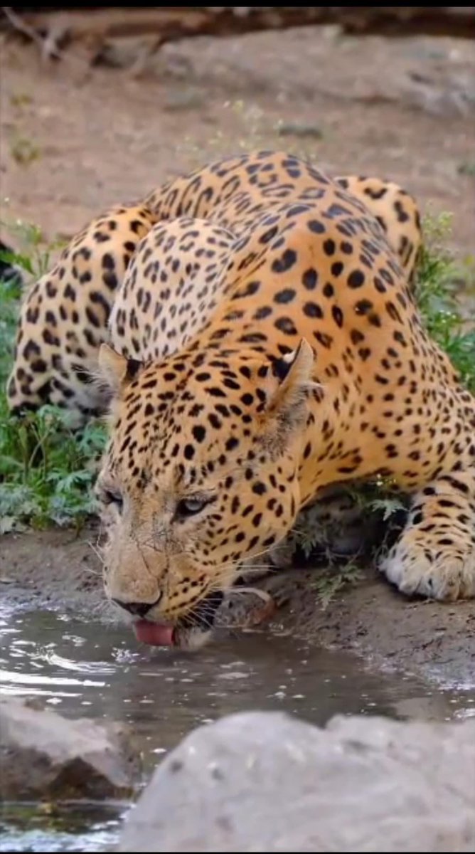 KapilChopra72's tweet photo. We are hosting your celebration with our compliments at The Postcard Gir Wildlife Sanctuary. For your next offsite or celebration book a minimum of 12 rooms, and we will host the conference venue and all meals on us including a gala dinner. No extra or hidden charges till 30th September. Call 7999 555 222 for more details on the offer @PostcardHotel