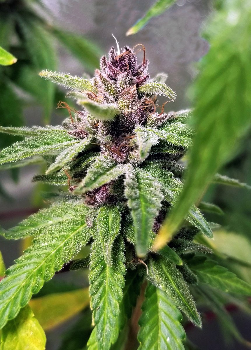 3 DAY SALE! 45% OFF ANY SEED OR POLLEN PURCHASE, NO MINIMUM. USE COUPON CODE “45OFF” @ kropduster.co