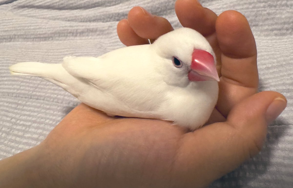 🍉椋鳥🍎🐦‍⬛🥛🫛🍓🐈‍⬛🕯️🥦🍒🐕‍🦺🕊️🫑🍅🐃🦢🥬 (@mukudori_1) on Twitter photo 