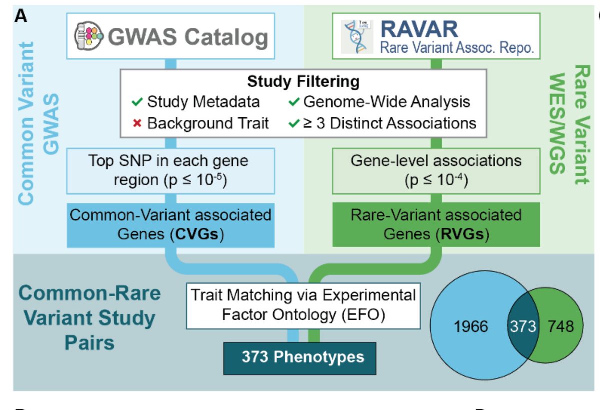 doctorveera's tweet image. Nice systematic analysis of gene convergence between common and rare variant GWAS discoveries.
Not often we see common and rare variant studies implicating the same set of genes for a trait. This convergence is rare particularly for traits under strong selection like early…