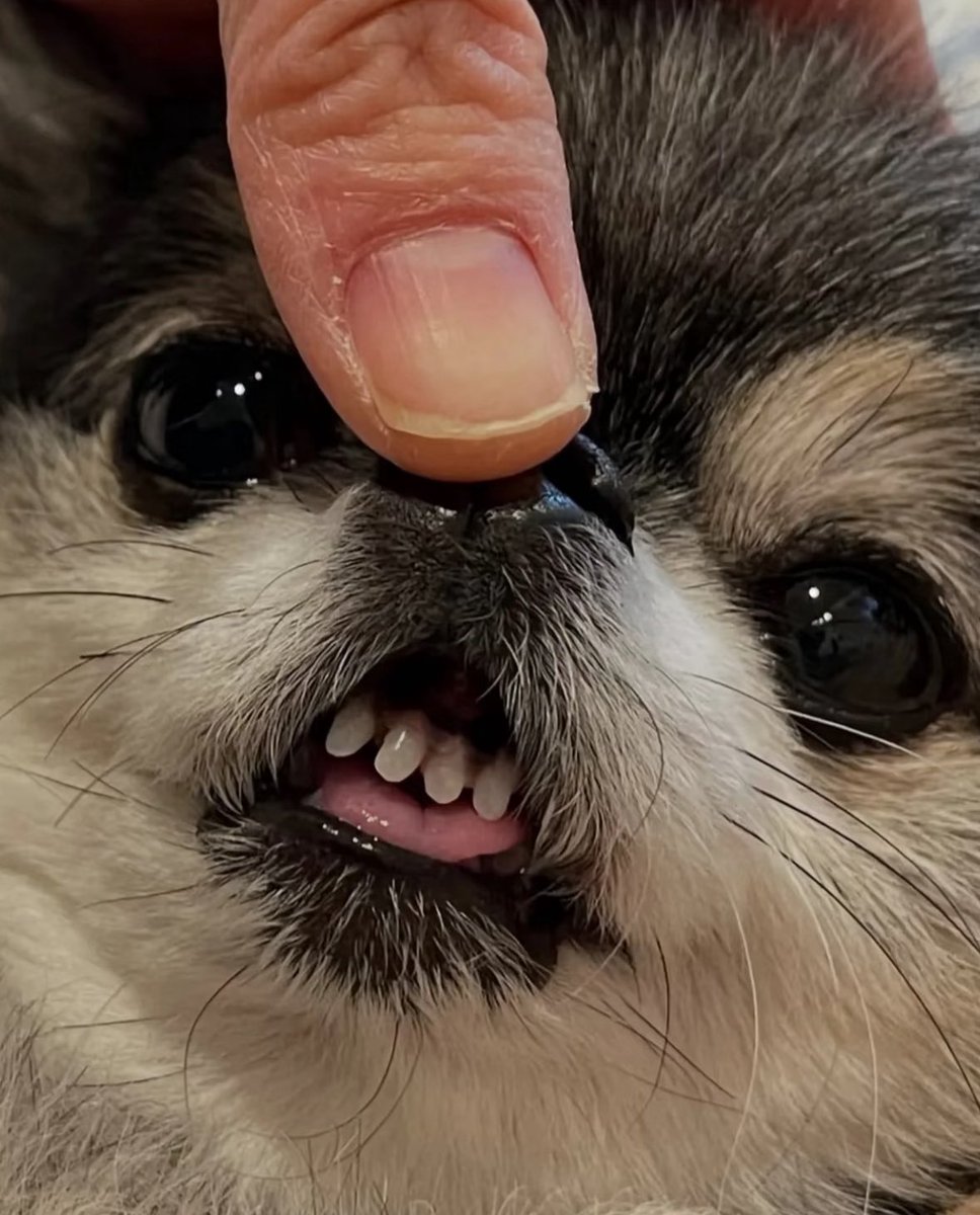 💖 (@twaniimals) on Twitter photo 