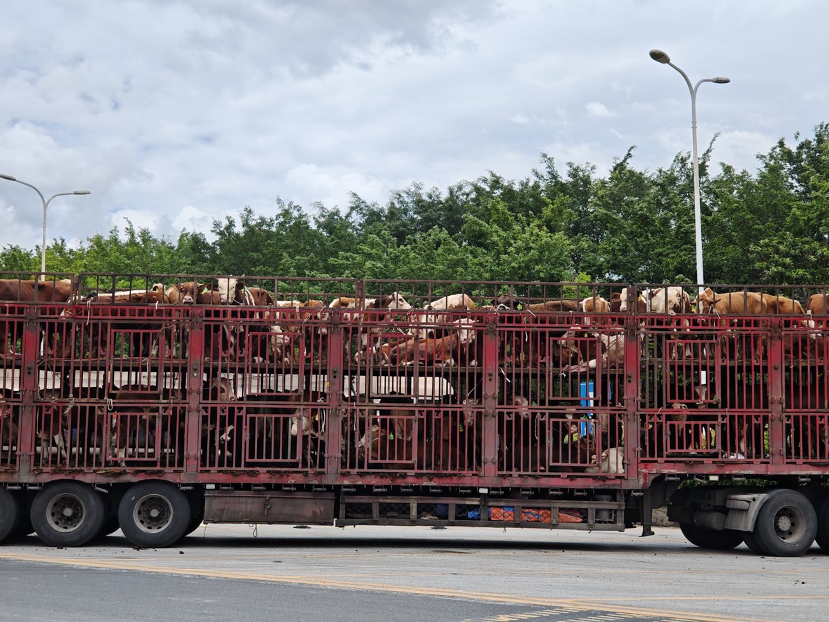 i_icepy's tweet image. 牛也要降温了 ... 不然就热死了。