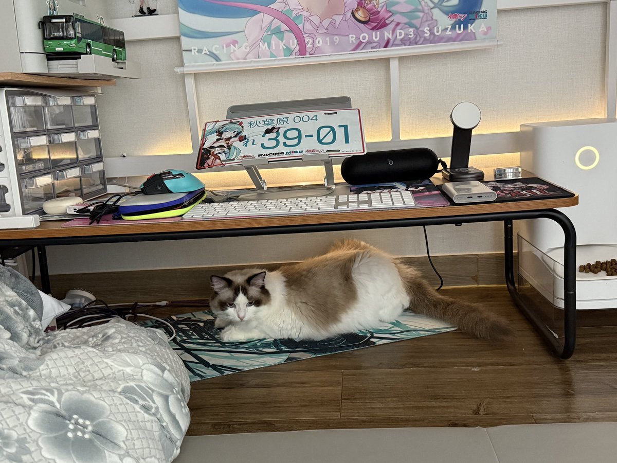 d_catsrang's tweet photo. 오타쿠 고양이 https://t.co/5Sd0fSfsYb
