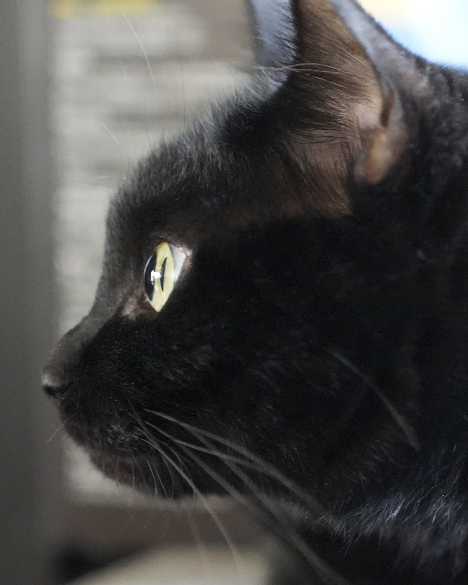 スペシャル特典 黒猫つくねちゃん太しっぽ on X:  ぬいぐるみ