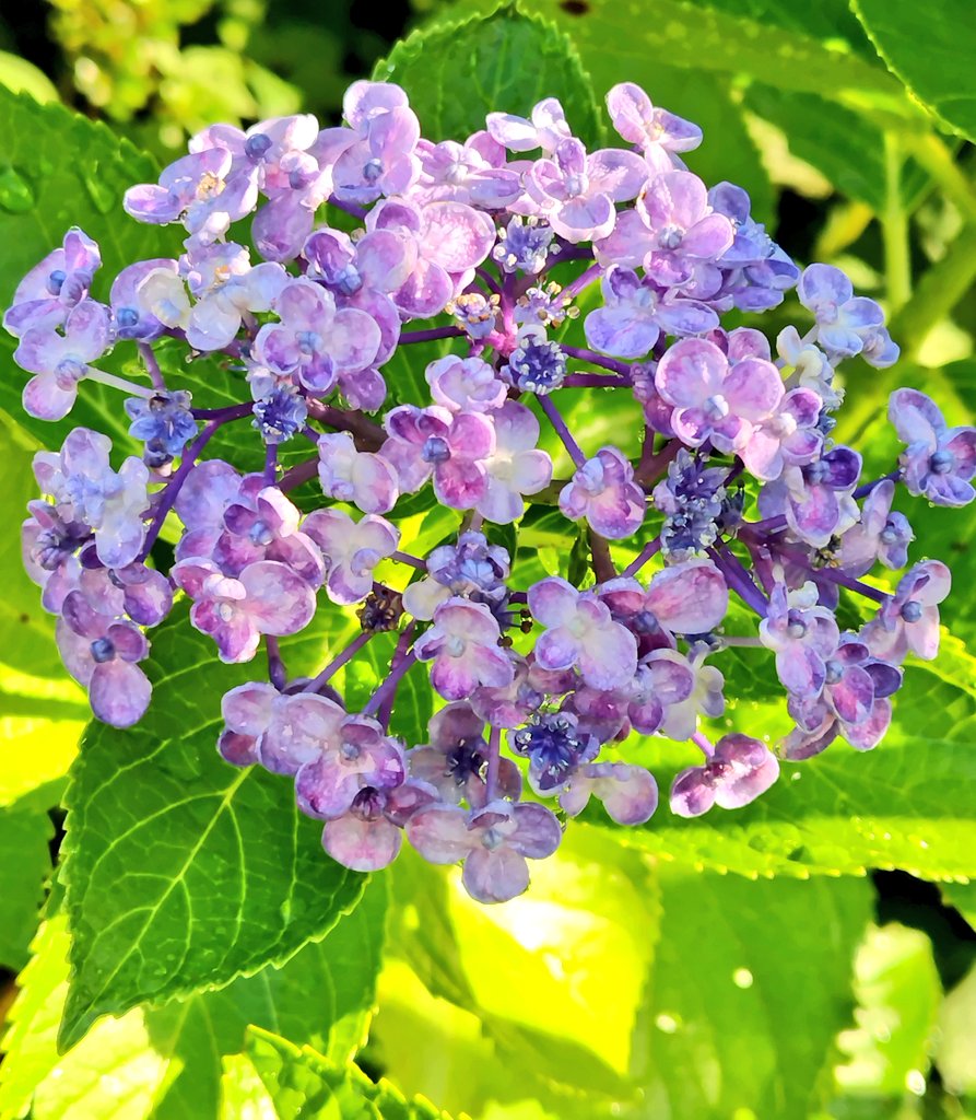 bua10732378's tweet image. あぢぃ…。6月の終わりに水遣り
しただけで、こんだけ汗だくって
何?昔は梅雨時は寒くてエアコン
(暖房)した事もあったのにね。
お花達、頑張って!カマキリの赤
ちゃんどっかいっちゃった…。
もう終わりのパンジーで飼ってる
ツマグロの赤ちゃん、大きくなっ
たよ。無事に蝶々になるんだよ。🦋