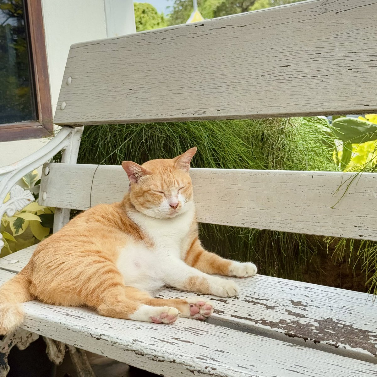 MATCHA 🍵🤍🌱 
#sketchbooknaiarun