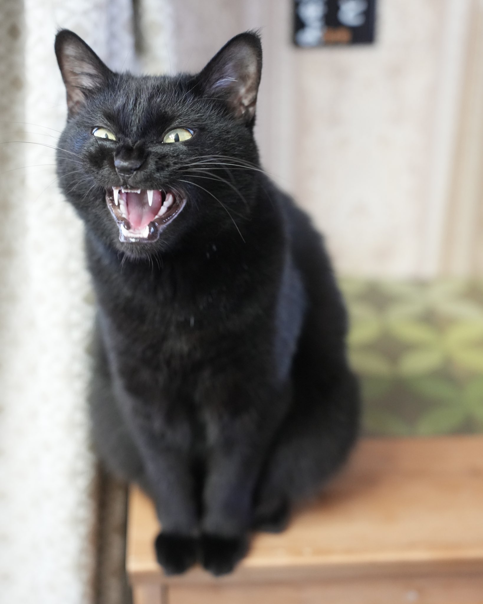黒猫つくねちゃん太しっぽ on X: 